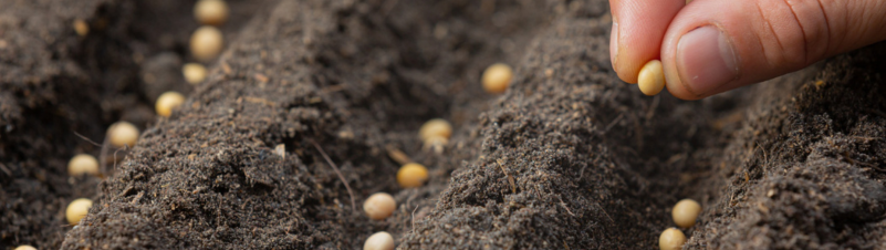 Seed Production Business Seed Production Business